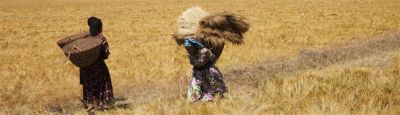 two women working in crop field